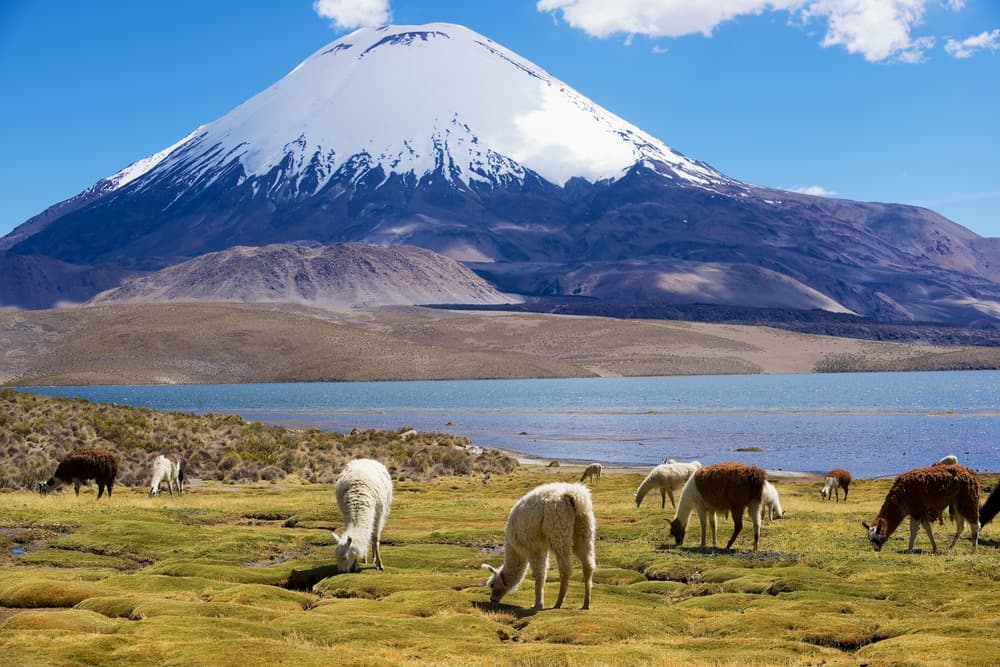 Parco nazionale Lauca